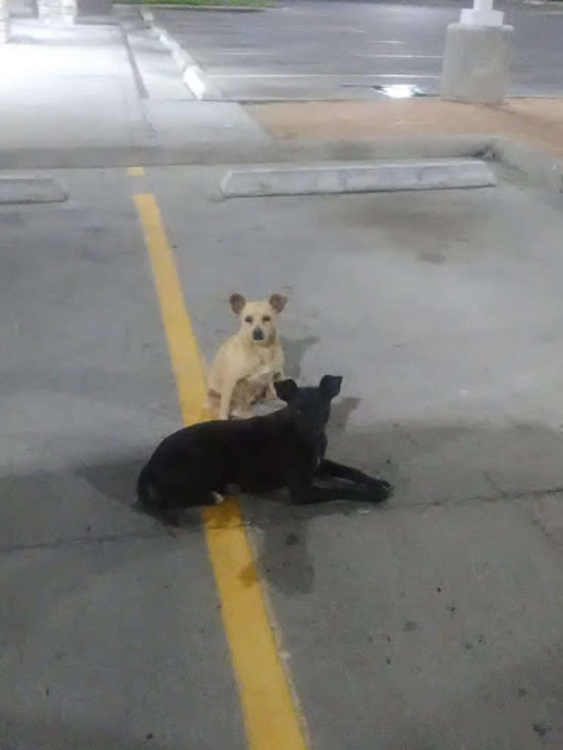 Stray dogs run up to every car in the parking lot asking for help