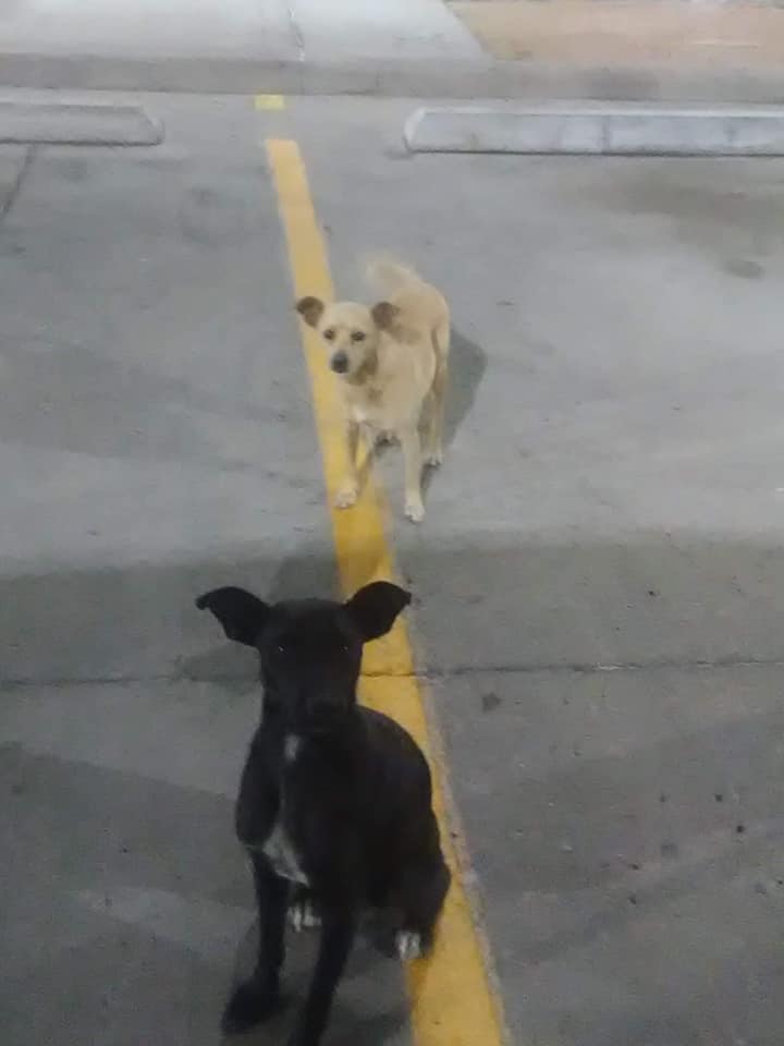Stray dogs run up to every car in the parking lot asking for help