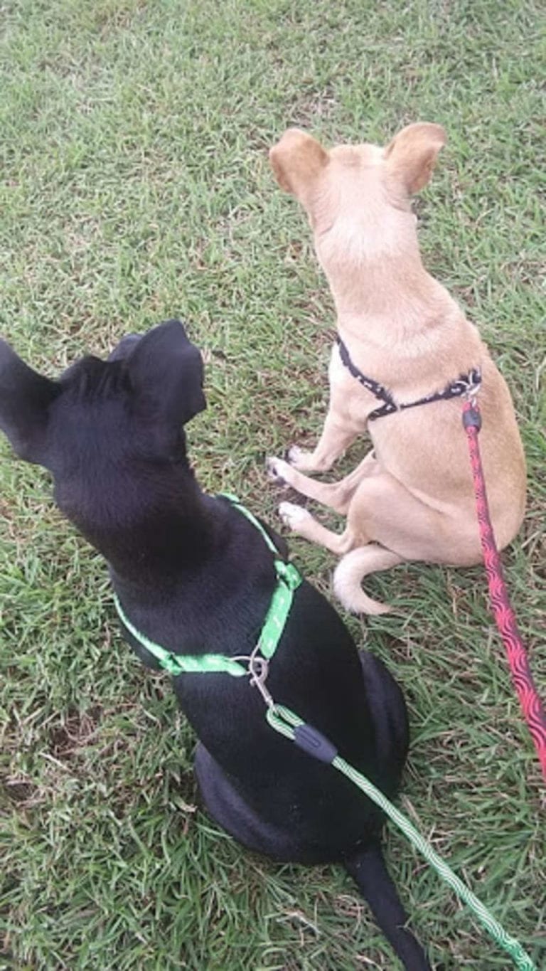 Stray dogs run up to every car in the parking lot asking for help