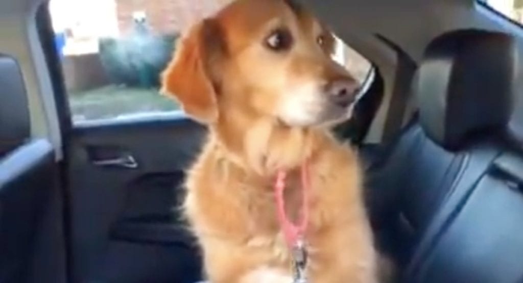 Funny dog shows he can’t be tricked into a vet visit