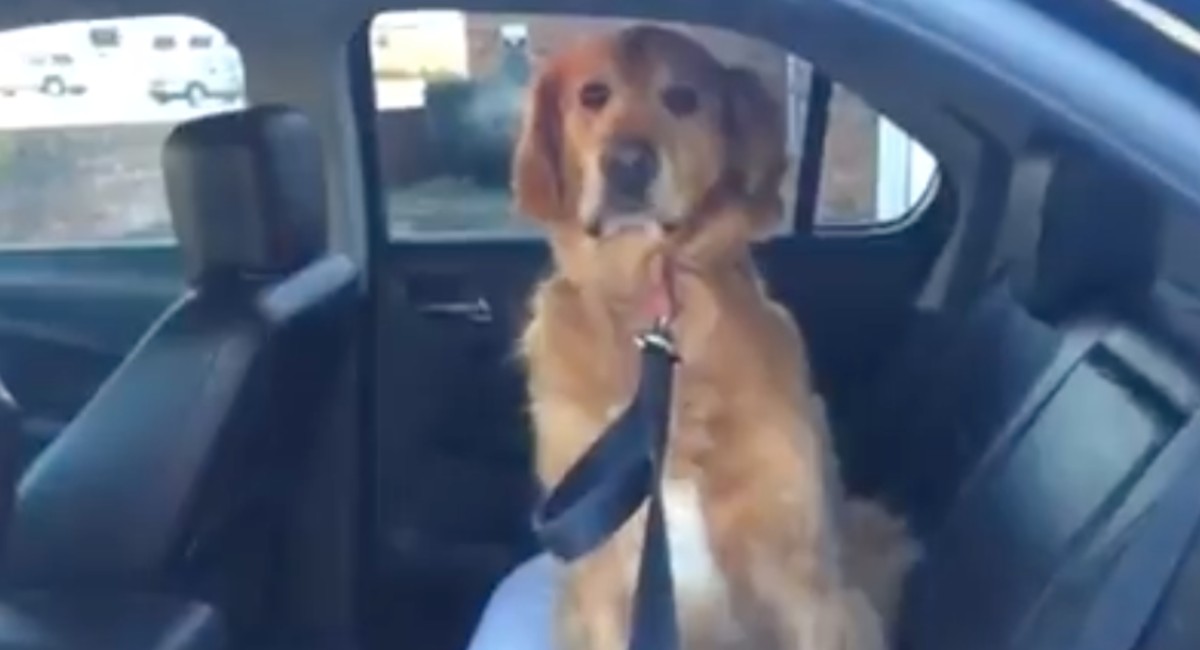 Funny dog shows he can’t be tricked into a vet visit