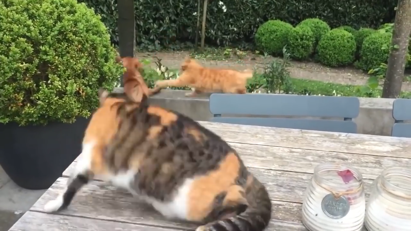 When another cat attacks his dog friend, feisty kitty leaps into action
