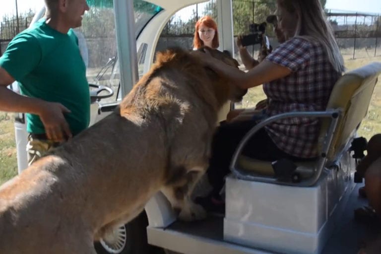 Lion hops into safari vehicle full of tourists