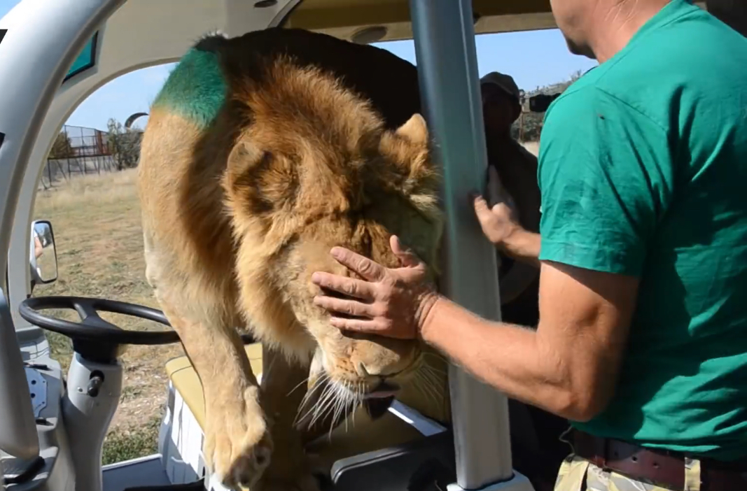 Lion hops into safari vehicle full of tourists(01)