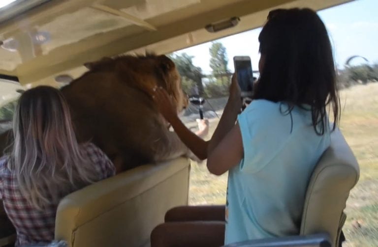 Lion hops into safari vehicle full of tourists