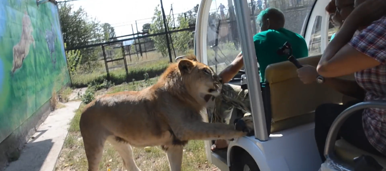 Lion hops into safari vehicle full of tourists