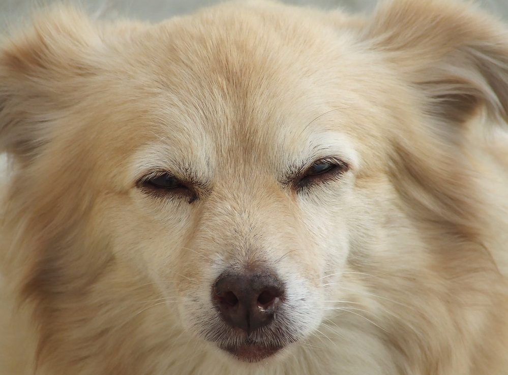 There’s a reason a dog will follow you to the restroom and other things