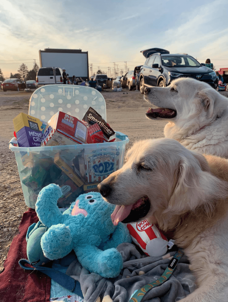 Woman vows to help dog with terminal cancer live best life yet(02)