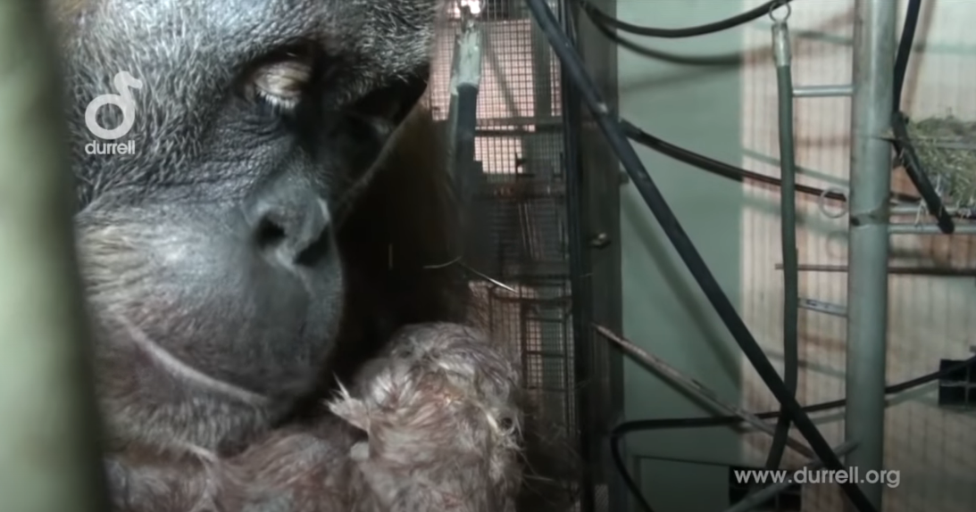 Orangutan gives birth on camera and proudly shows off her newborn baby