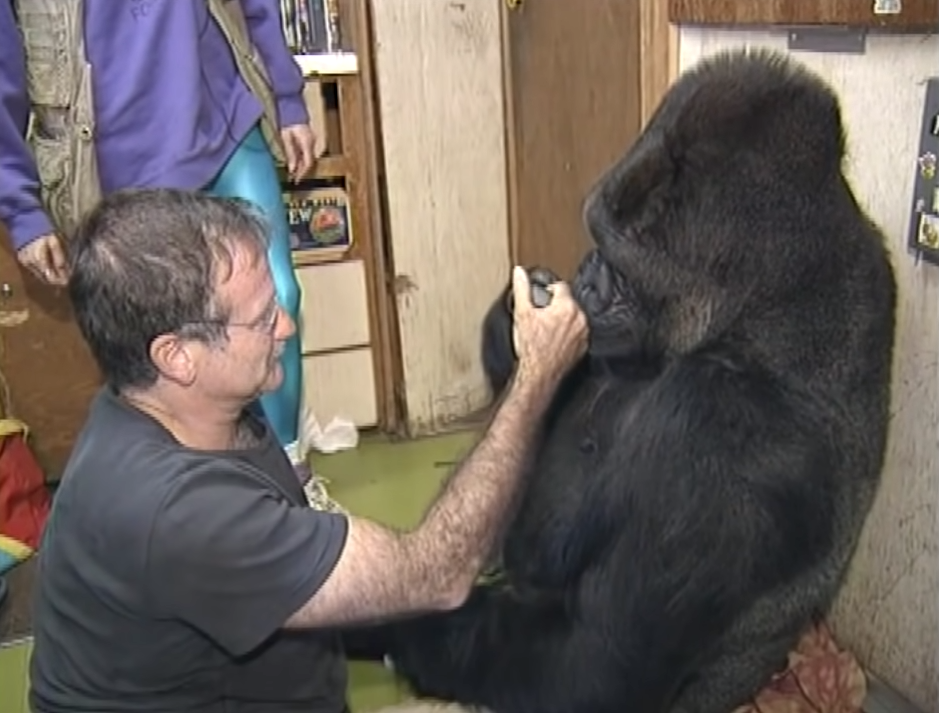 ROBBIE WILLIAMS GORILLA visual data 3