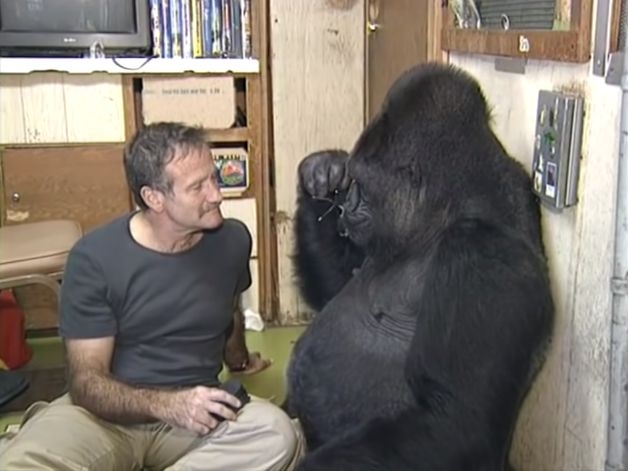 ROBBIE WILLIAMS GORILLA visual data 4