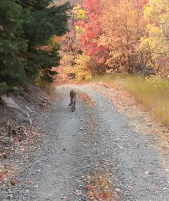 Hiker survives nightmarish encounter with cougar who runs him off the