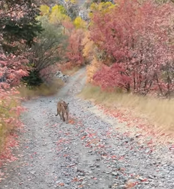 Hiker survives nightmarish encounter with cougar who runs him off the