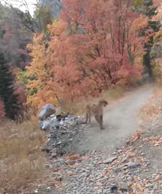 Hiker survives nightmarish encounter with cougar who runs him off the(02)