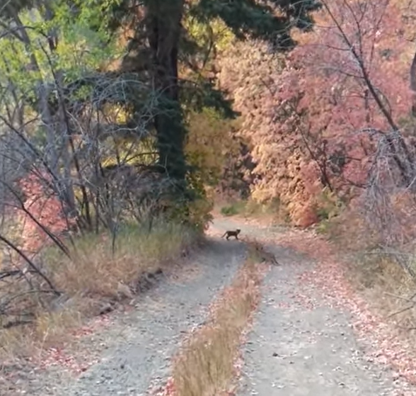 Hiker survives nightmarish encounter with cougar who runs him off the