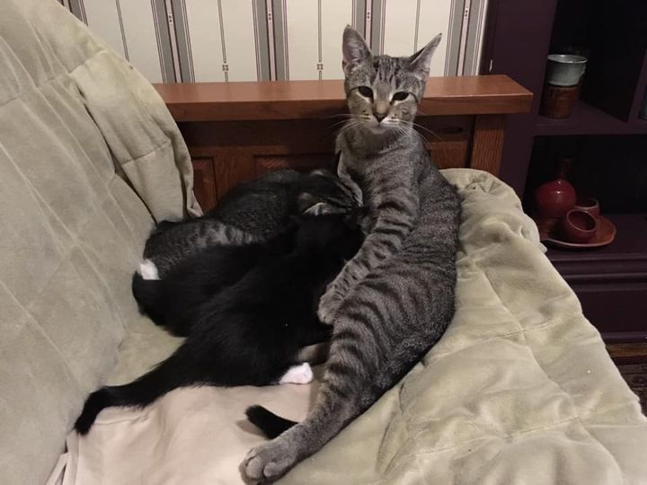 Коты и хозяева. Как коты выбирают себе хозяина. Кошка выбирает себе хозяина. Хозяин и питомец в отношениях лезби. Девушка с котом.