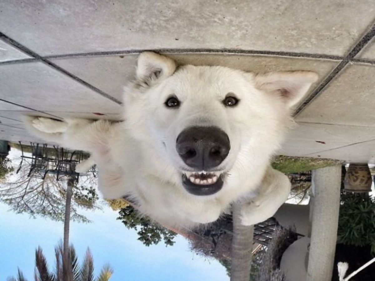 А как иначе. Игра alias 3200 слов. Настольная игра alias family. Карточная игра элиас. Игра alias 3200 слов.