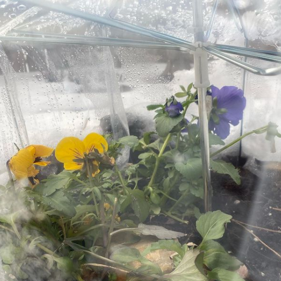 You can make a cute minigreenhouse for plants using a clear umbrella