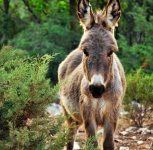 15 animal riddles that are stumping the internet