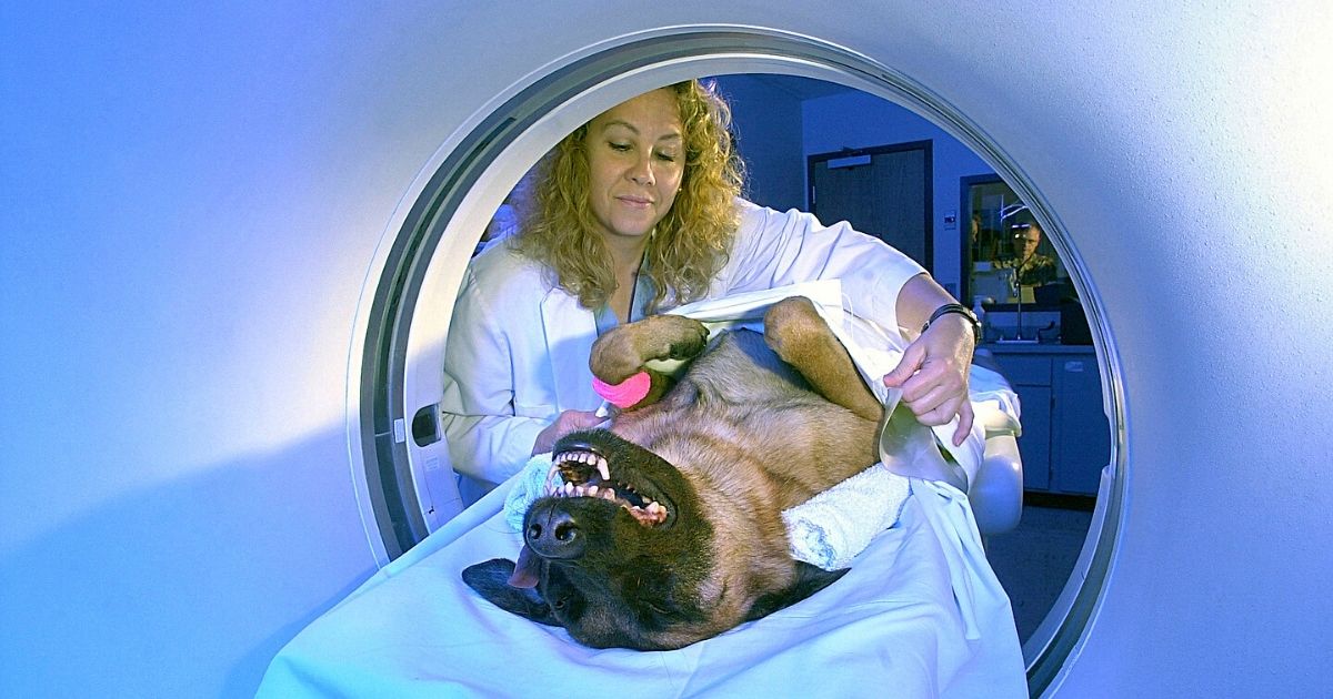 15 things scientists have discovered from scanning dog brains