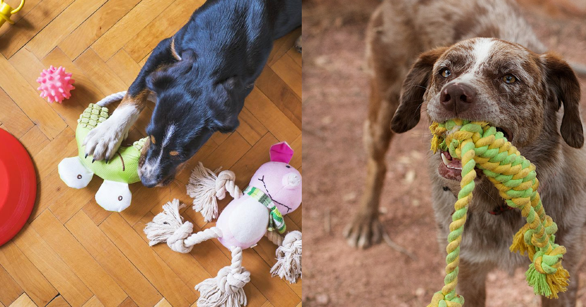 Devastated owner warns of the dangers posed by rope toys after losing beloved Golden Retriever