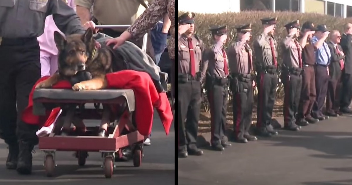 Beloved police dog takes 1 final ride in cop car before he’s put down