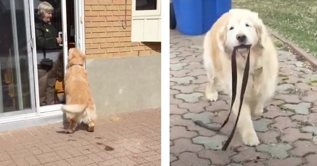 15yrold dog grabs his leash every morning and runs to neighbors house
