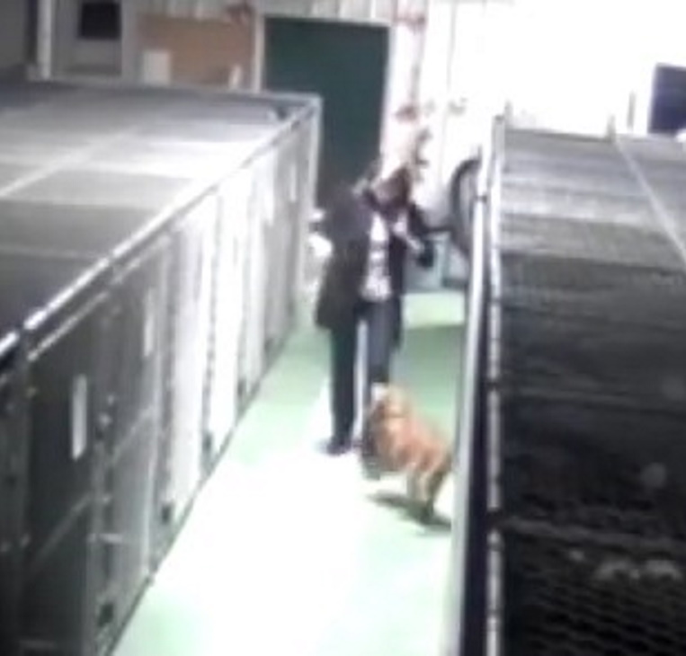 Shelter dog busts out of her kennel to comfort crying puppies in need