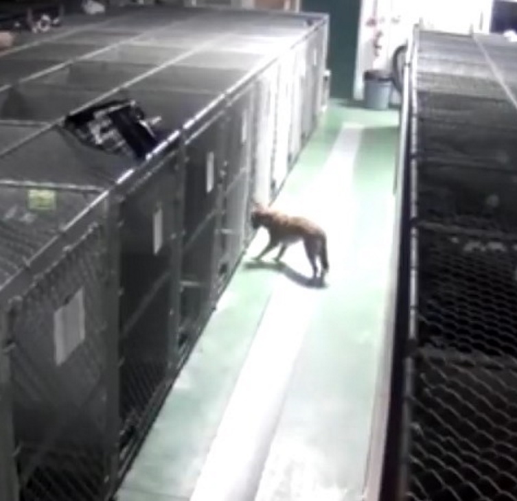 Shelter dog busts out of her kennel to comfort crying puppies in need