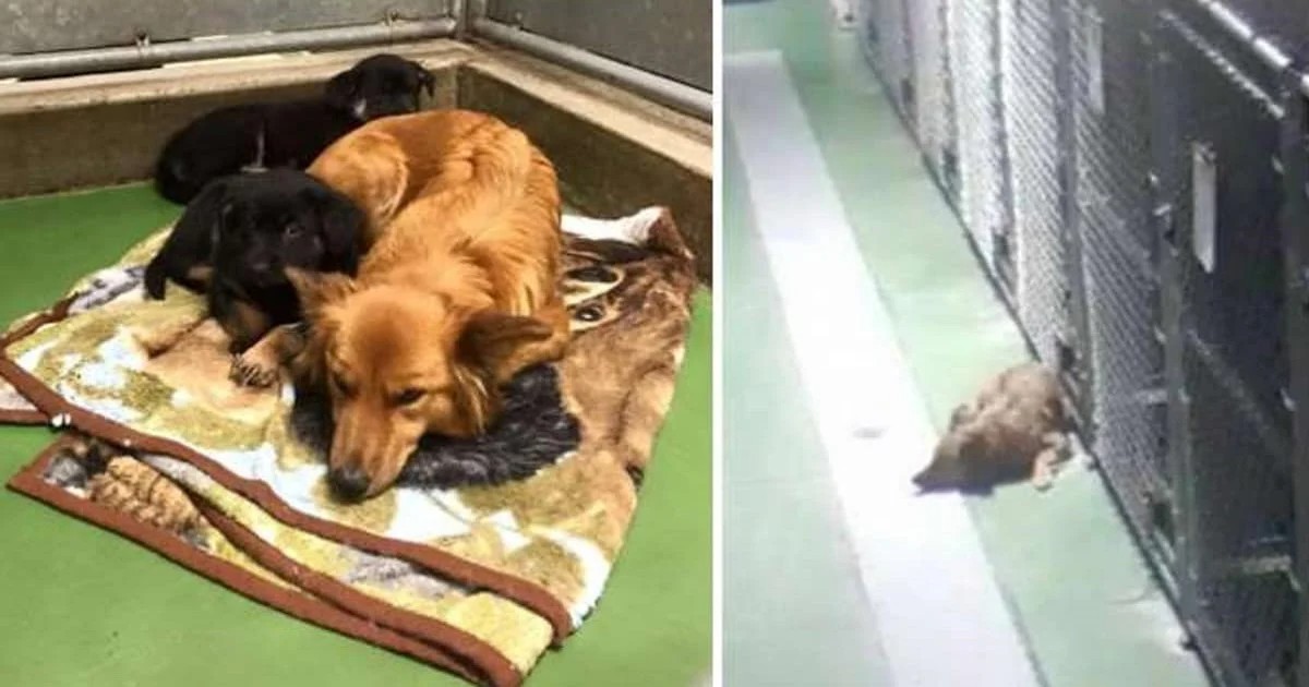 Shelter dog busts out of her kennel to comfort crying puppies in need